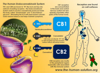 Read more about the article Endocannabinoid System