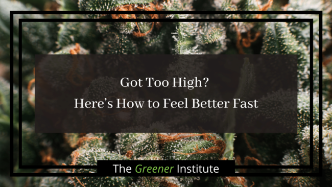 Got Too High_ Here’s How to Feel Better Fast _ The Greener Institute