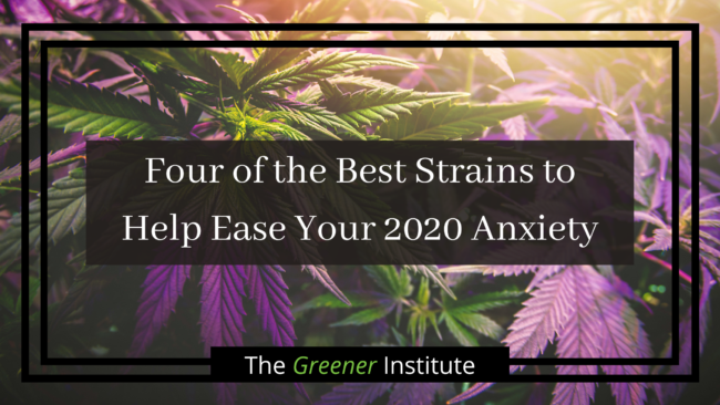 The Greener Institute_ Four of the Best Strains to Help Ease Your 2020 Anxiety